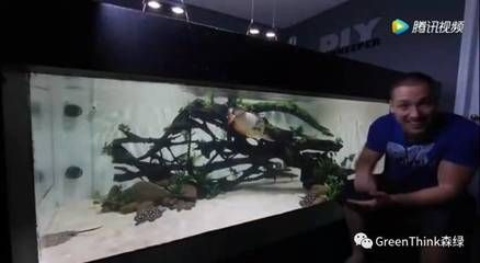 龍魚游起來歪的：龍魚歪著游怎么辦