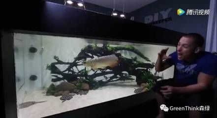 龍魚游起來歪的：龍魚歪著游怎么辦