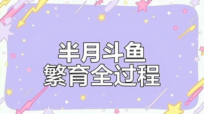 血紅龍魚的人工繁殖成功率有多高？