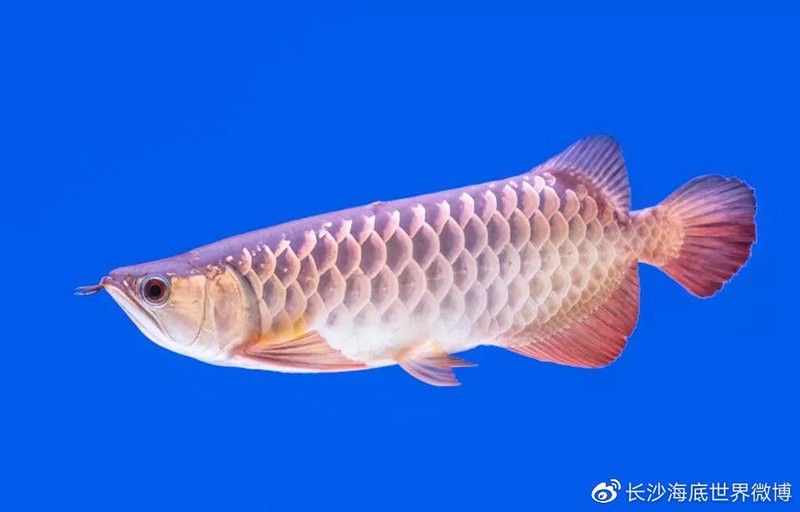 血紅龍魚的人工繁殖成功率有多高？