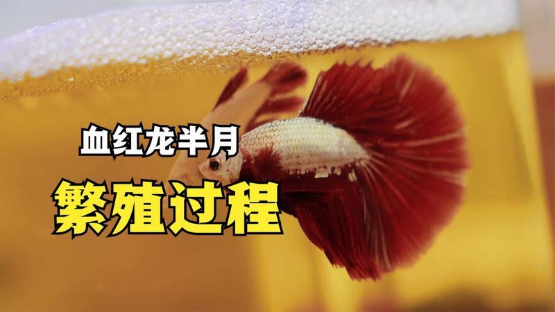 血紅龍魚的人工繁殖成功率有多高？