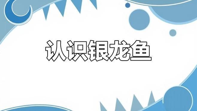 銀龍魚長大的樣子視頻