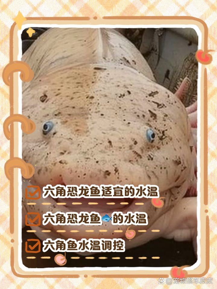 六角龍魚溫度多少合適釣魚