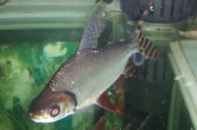 祥龍魚場(chǎng)觀賞魚出口價(jià)格多少：祥龍魚場(chǎng)觀賞魚價(jià)格及其寓意龍魚價(jià)格及其寓意