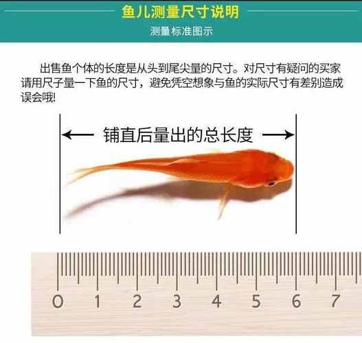 高清全龍魚圖片有哪些常見尺寸？