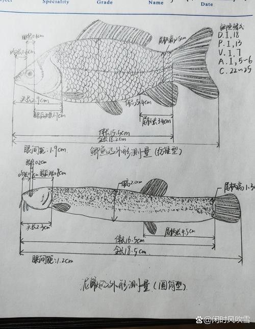 高清全龍魚圖片有哪些常見尺寸？