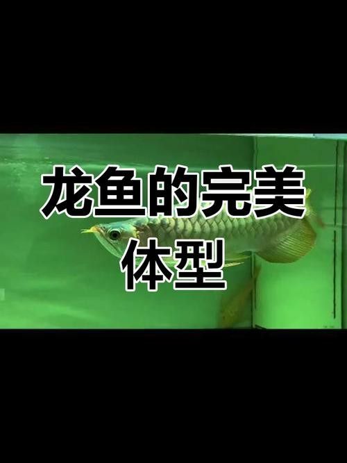 高清全龍魚圖片有哪些常見尺寸？