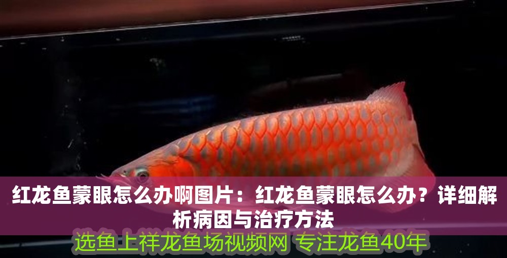 紅龍魚蒙眼怎么辦啊圖片：紅龍魚蒙眼怎么辦？詳細解析病因與治療方法