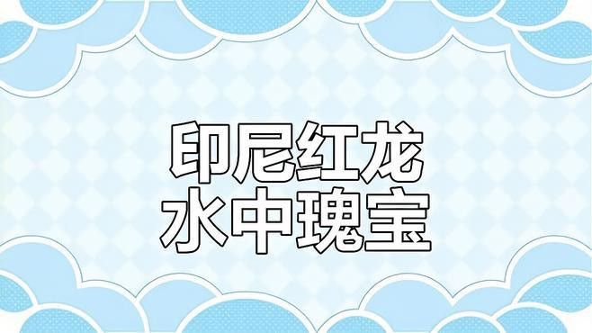 紅龍魚的挑選標(biāo)準(zhǔn)圖片視頻