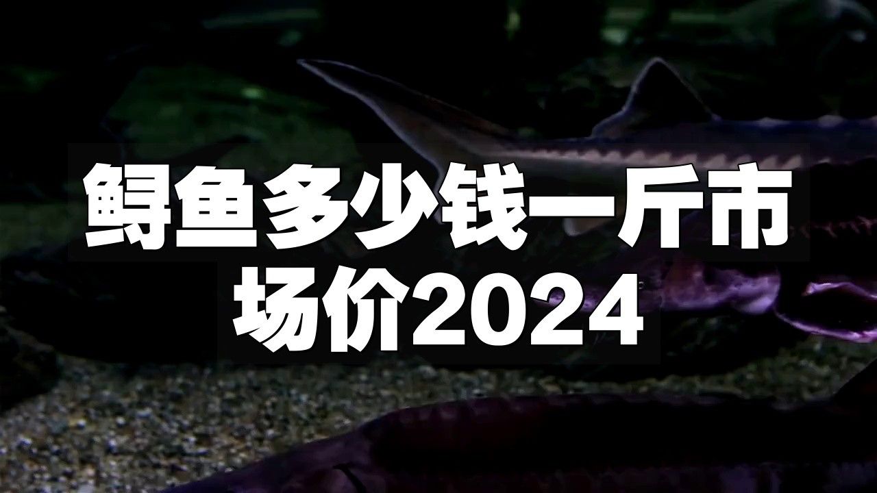鱘龍魚多少錢一個斤
