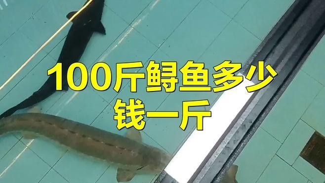 鱘龍魚多少錢一個斤