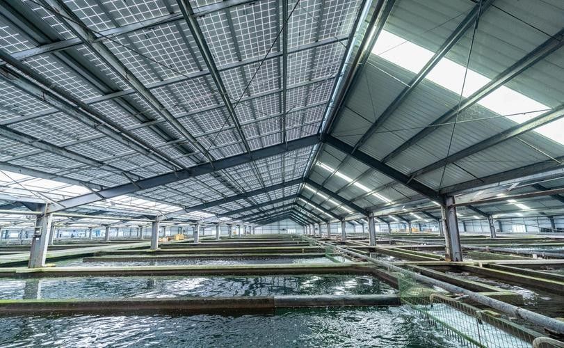 鱘龍魚多少錢一個斤