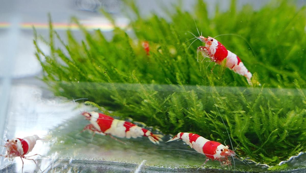 國內哪些機構正在研究紅龍魚繁殖？