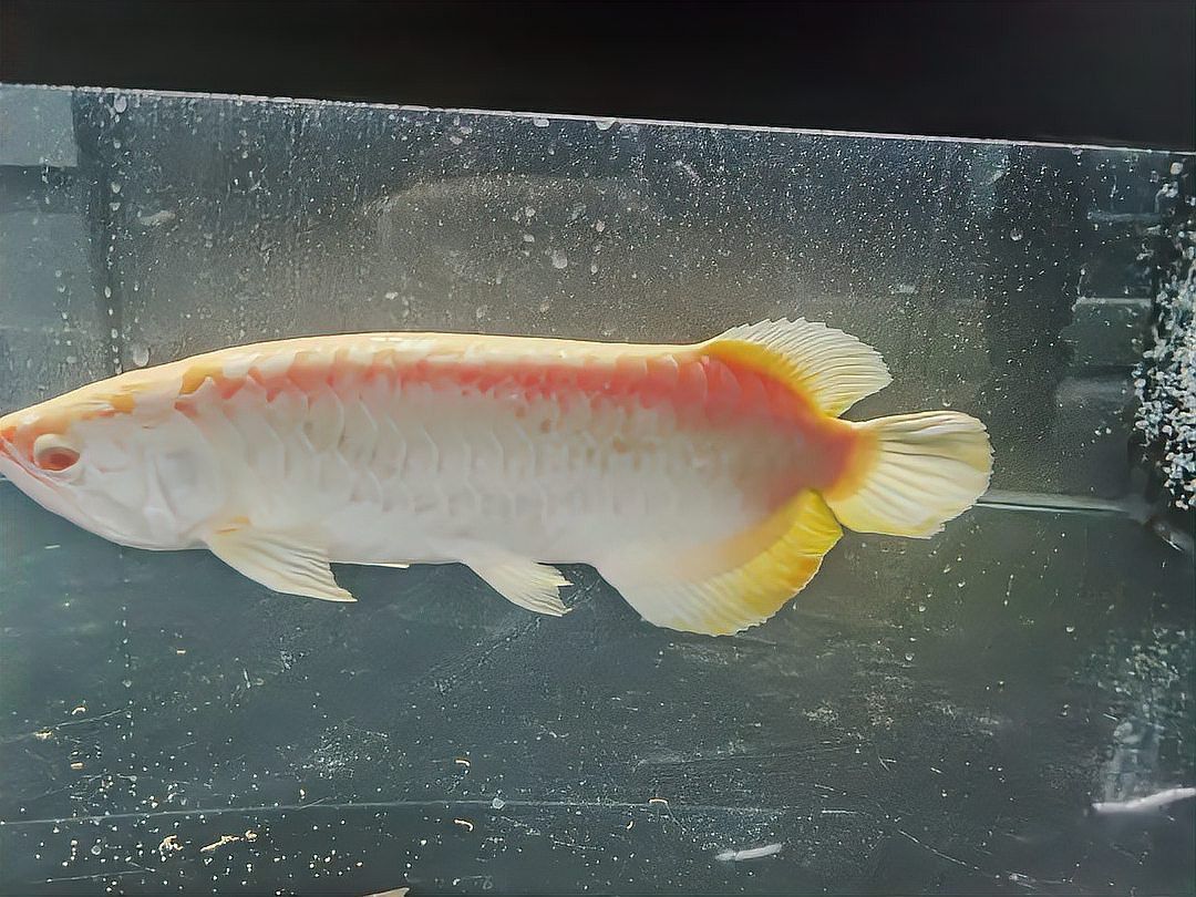 國內哪些機構正在研究紅龍魚繁殖？