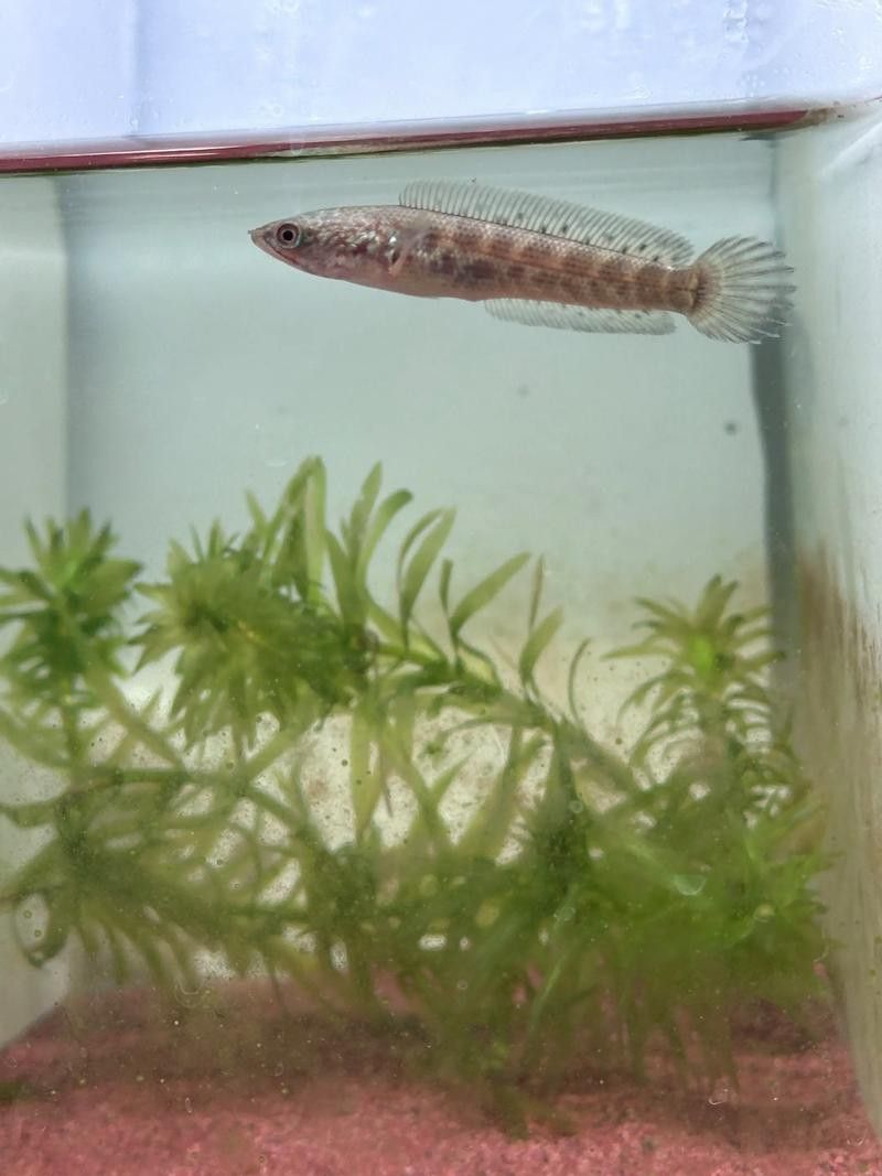 如何判斷雷龍魚是否安全？