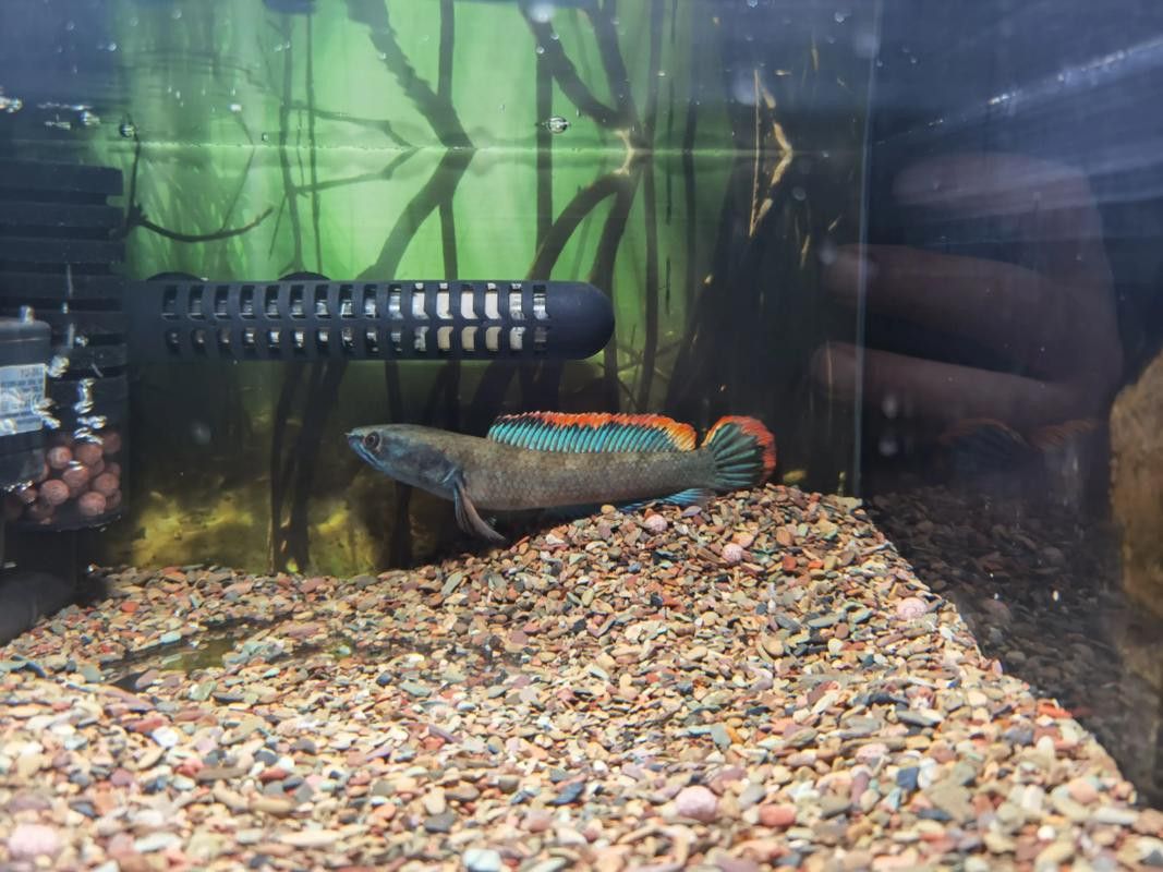 如何判斷雷龍魚是否安全？