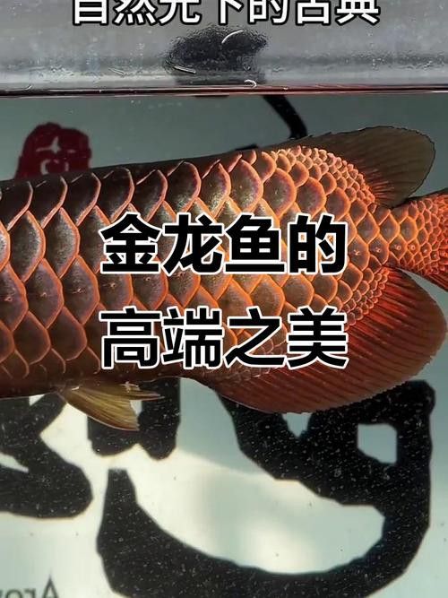 金龍魚圖片高清手機壁紙