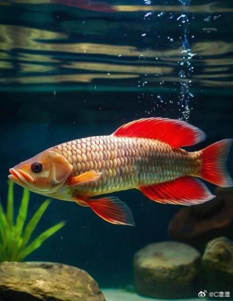 金龍魚圖片高清手機壁紙