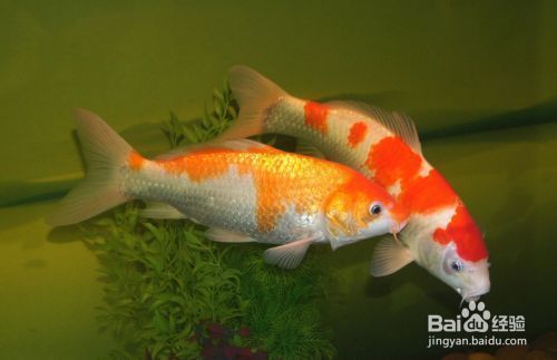 龍魚(yú)換魚(yú)缸多久適應(yīng)好：龍魚(yú)換魚(yú)缸多久適應(yīng)，全面指南與注意事項(xiàng)