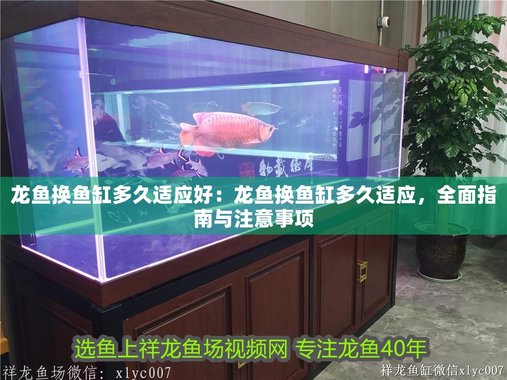 龍魚換魚缸多久適應(yīng)好：龍魚換魚缸多久適應(yīng)，全面指南與注意事項