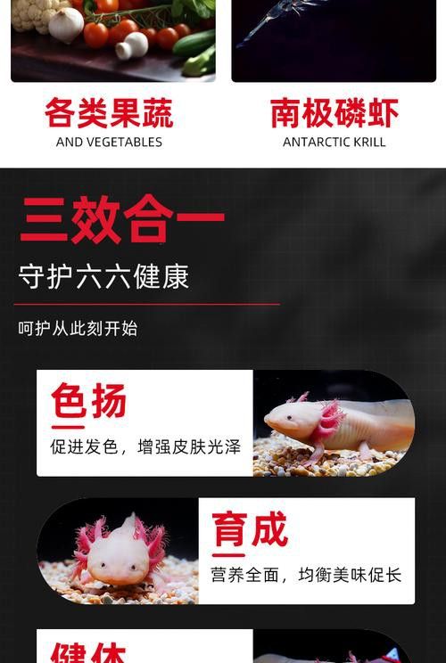 恐龍魚能吃多大的魚飼料啊圖片