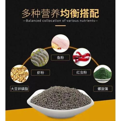 恐龍魚能吃多大的魚飼料啊圖片