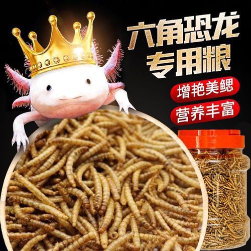 恐龍魚能吃多大的魚飼料啊圖片