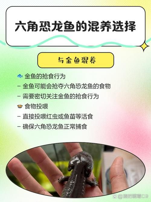 恐龍魚能吃多大的魚飼料啊圖片