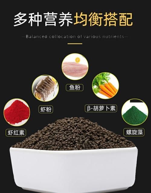 恐龍魚能吃多大的魚飼料啊圖片