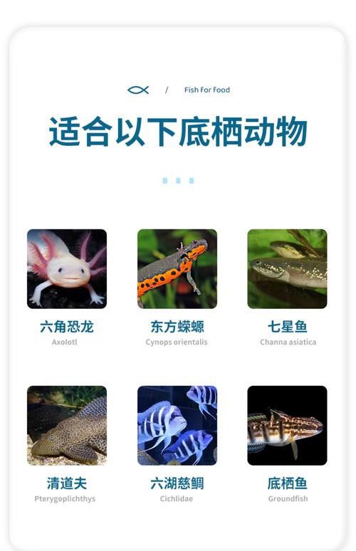 恐龍魚能吃多大的魚飼料啊圖片
