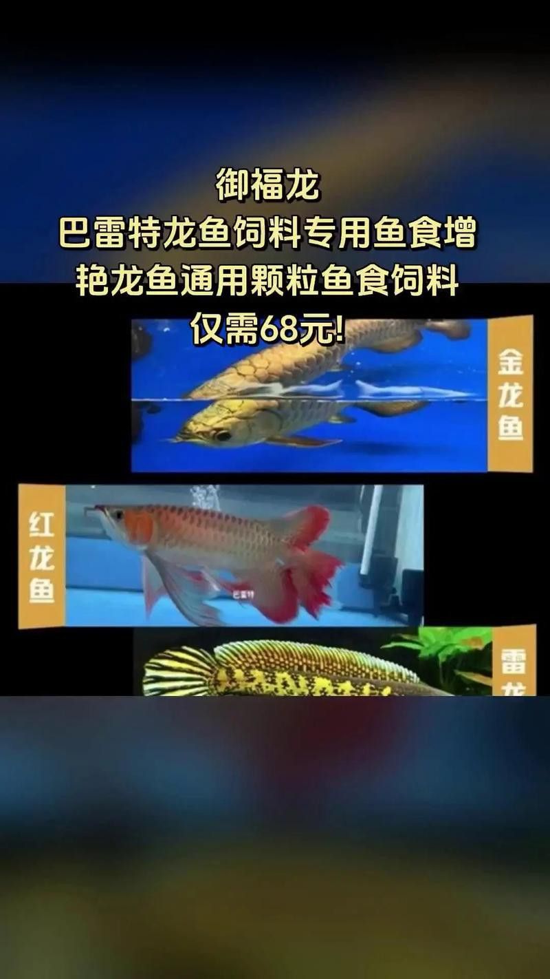 恐龍魚能吃多大的魚飼料啊圖片