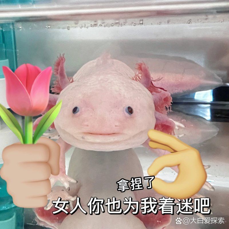 恐龍魚能吃多大的魚飼料啊圖片