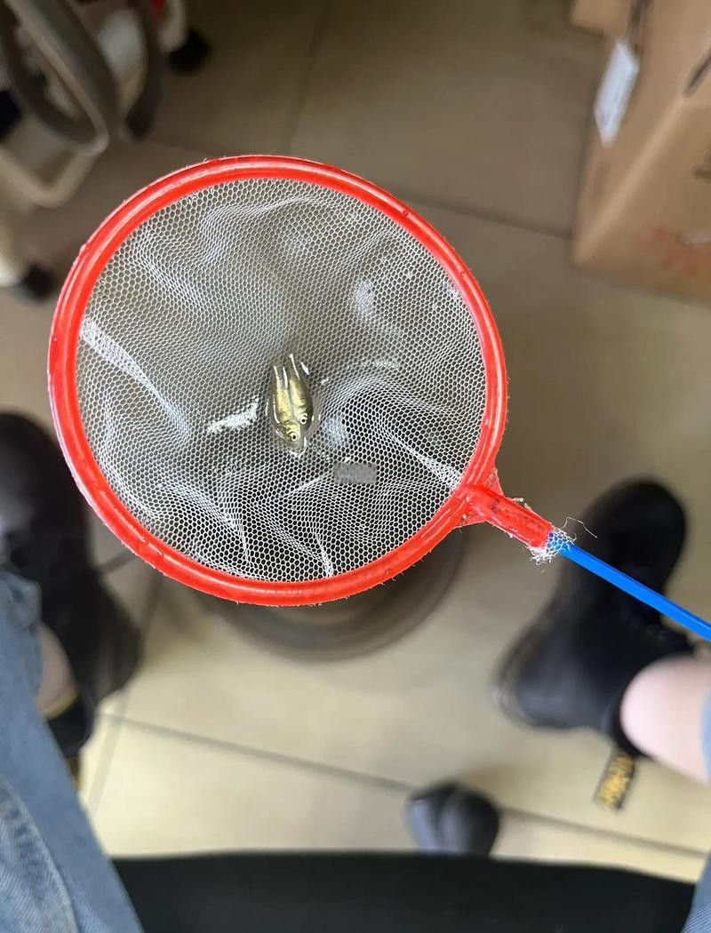 恐龍魚能吃多大的魚飼料啊圖片