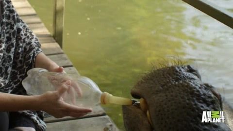 杰西卡恐龍魚飼料保存方法：冷凍飼料保存方法（類比龍魚冷凍飼料保存方法）
