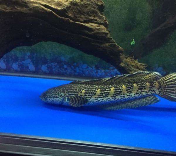 雷龍魚跳躍原因探究，雷龍魚跳躍可能是因為水質問題、捕食昆蟲、水質問題