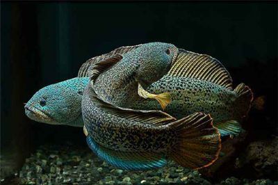 雷龍魚跳躍原因探究，雷龍魚跳躍可能是因為水質問題、捕食昆蟲、水質問題