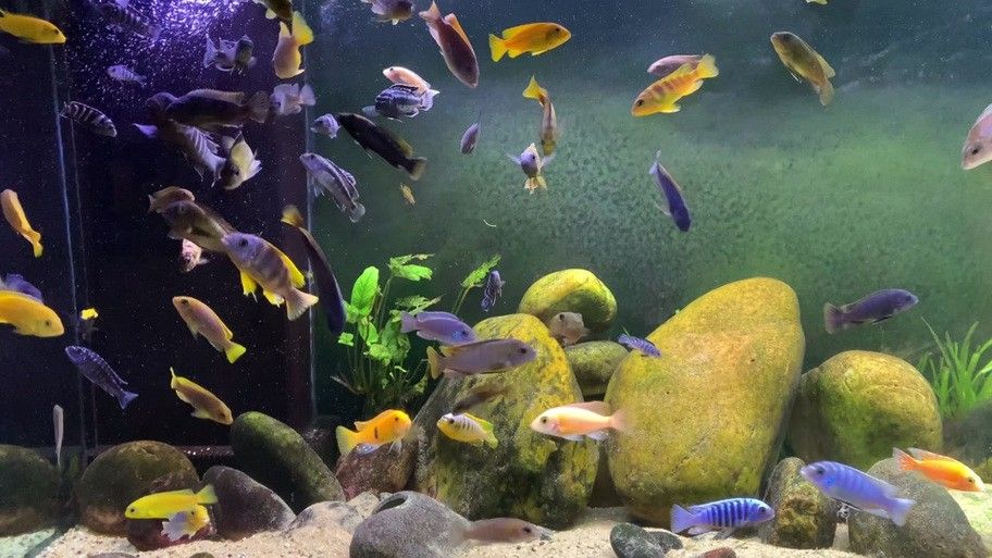 銀龍魚配什么魚好看