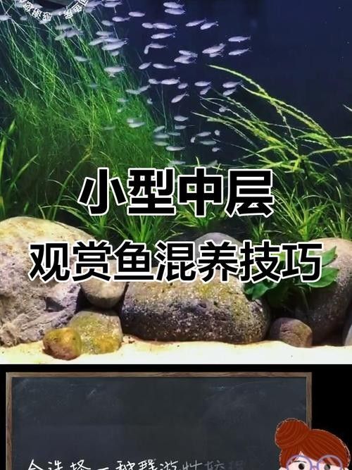 銀龍魚配什么魚好看