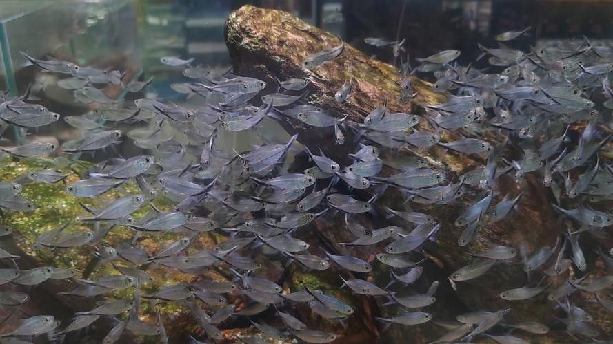 銀龍魚配什么魚好看