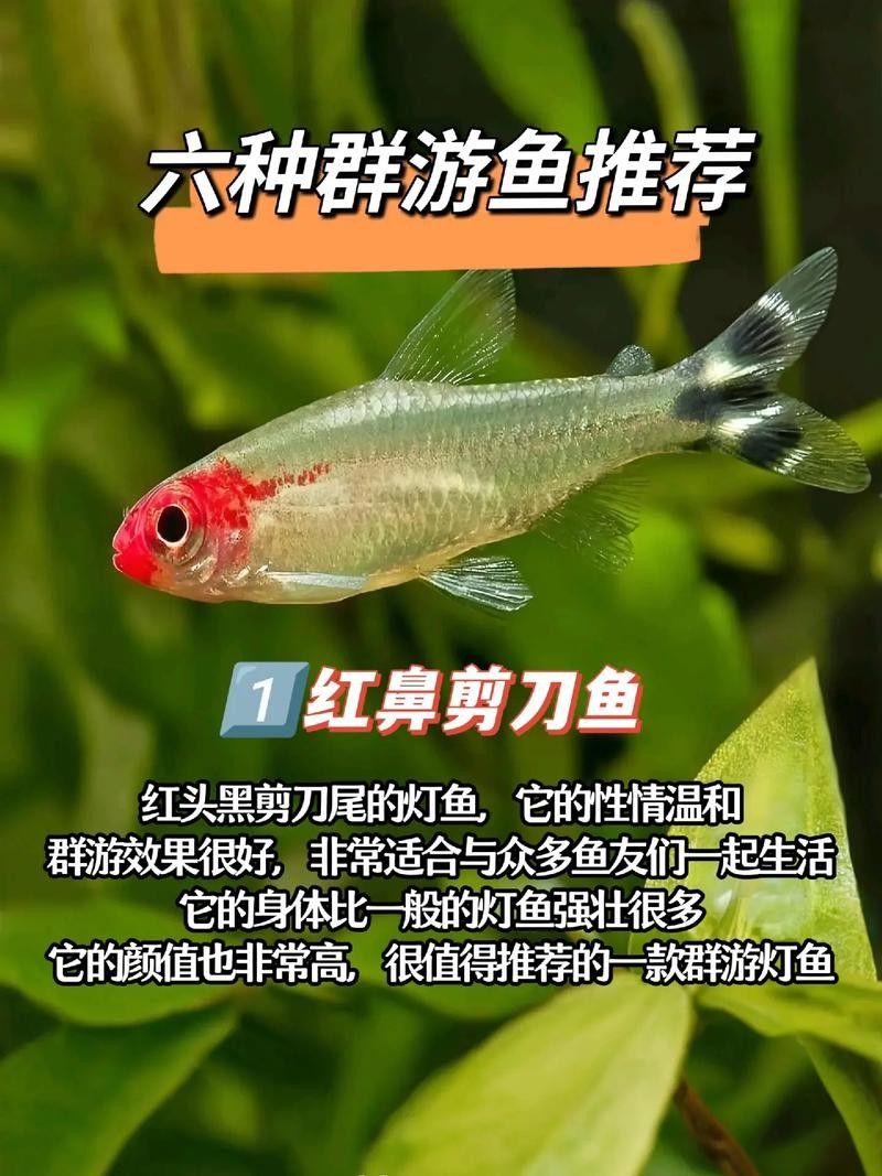 銀龍魚配什么魚好看