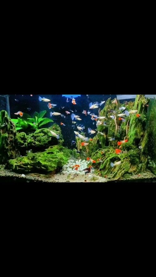 銀龍魚配什么魚好看