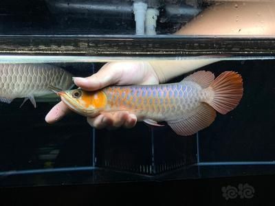 印尼血紅龍魚(yú)觀賞魚(yú)是一種美麗而獨(dú)特的觀賞魚(yú)：印尼純血紅龍魚(yú)
