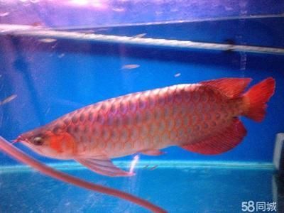 戰(zhàn)車紅龍魚(yú)的發(fā)色問(wèn)題：關(guān)于戰(zhàn)車紅龍魚(yú)的發(fā)色問(wèn)題