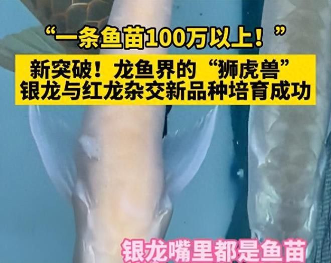 國內(nèi)龍魚都是進(jìn)口的嗎多少錢 國內(nèi)龍魚都是進(jìn)口的嗎多少錢 龍魚百科 第8張