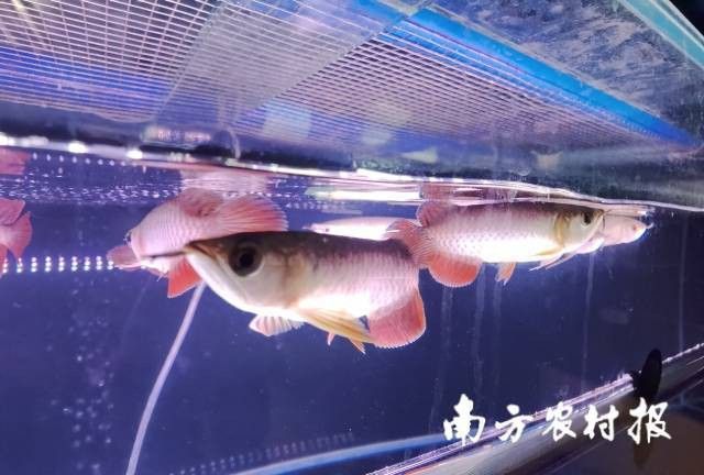 國內(nèi)龍魚都是進(jìn)口的嗎多少錢 國內(nèi)龍魚都是進(jìn)口的嗎多少錢 龍魚百科 第11張
