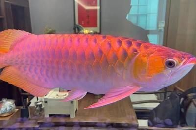 蝴蝶鯉可以和龍魚一起混養嗎【蝴蝶鯉可以和另一種魚一起混養嗎】