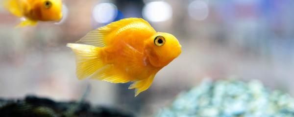 龍魚鰭上有白色絮狀物怎么辦：龍魚鰭上出現白色絮狀物可能是由于水霉病引起的