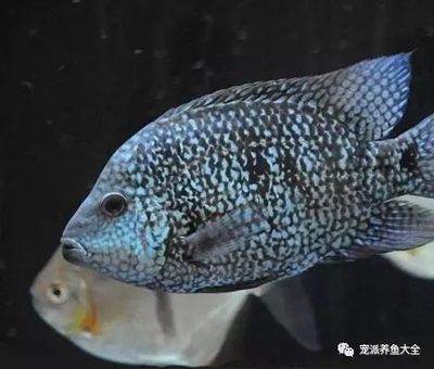 龍魚鰭上有白色絮狀物怎么辦：龍魚鰭上出現白色絮狀物可能是由于水霉病引起的