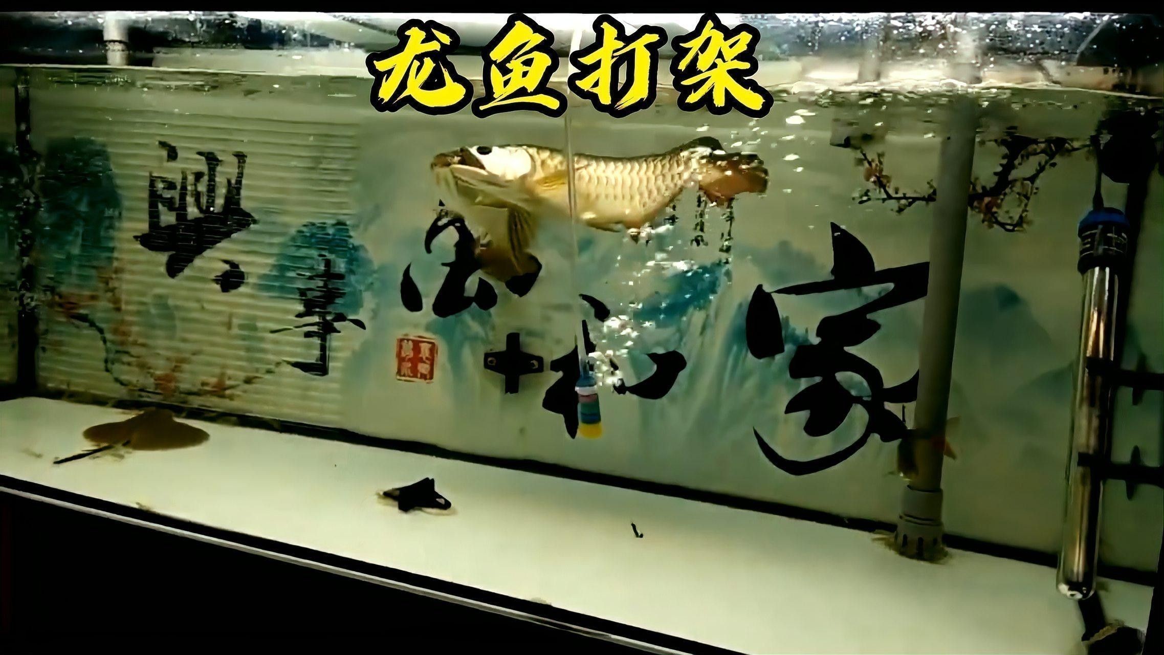 龍魚(yú)如何混養(yǎng)不打架的