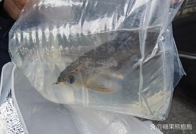 金龍魚在哪些國家可以合法貿易？